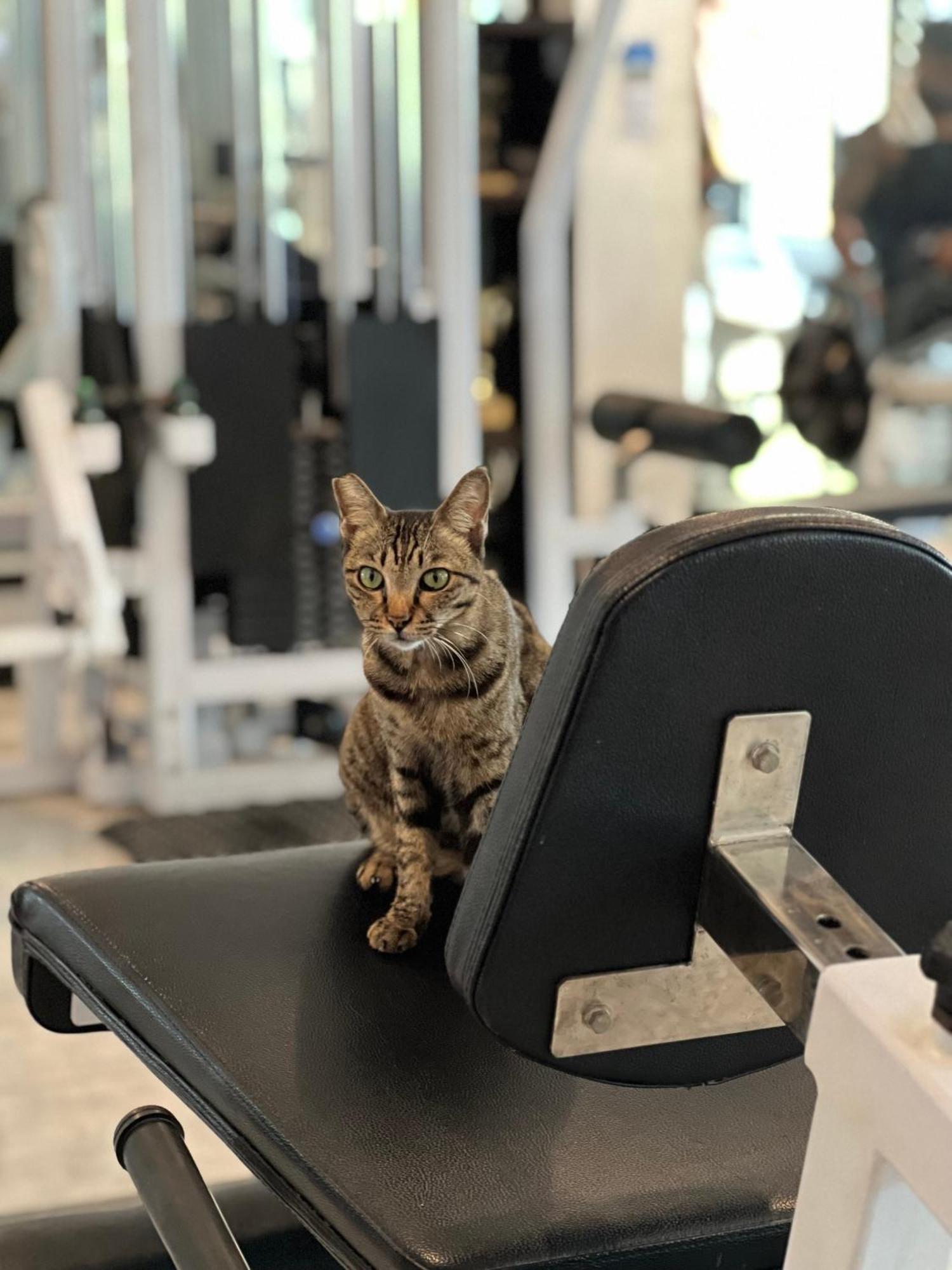 Tropica Gili Total Body Fit - Free Access Gym And Coworking Space Джили Трауанган Екстериор снимка